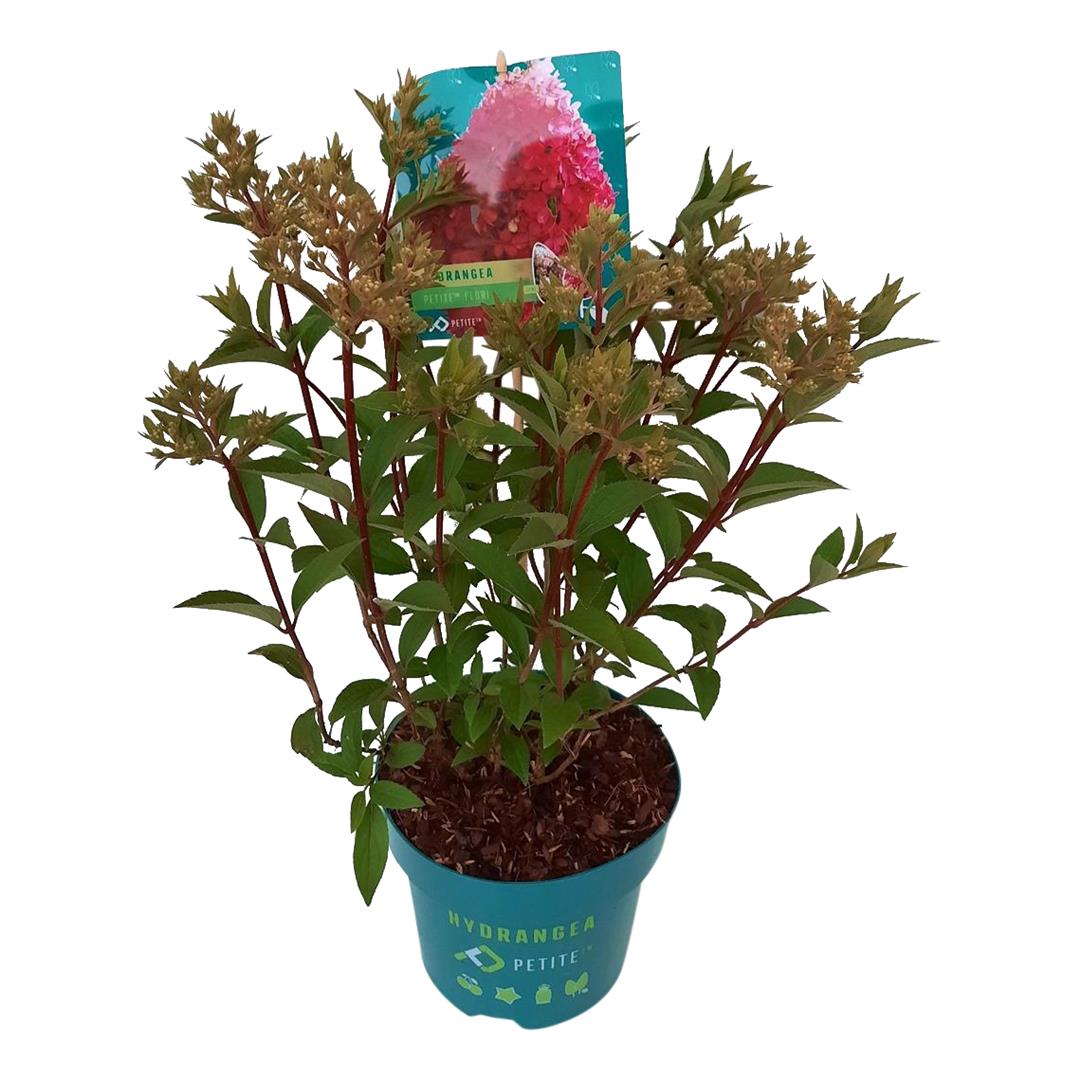 Hydrangea paniculata &