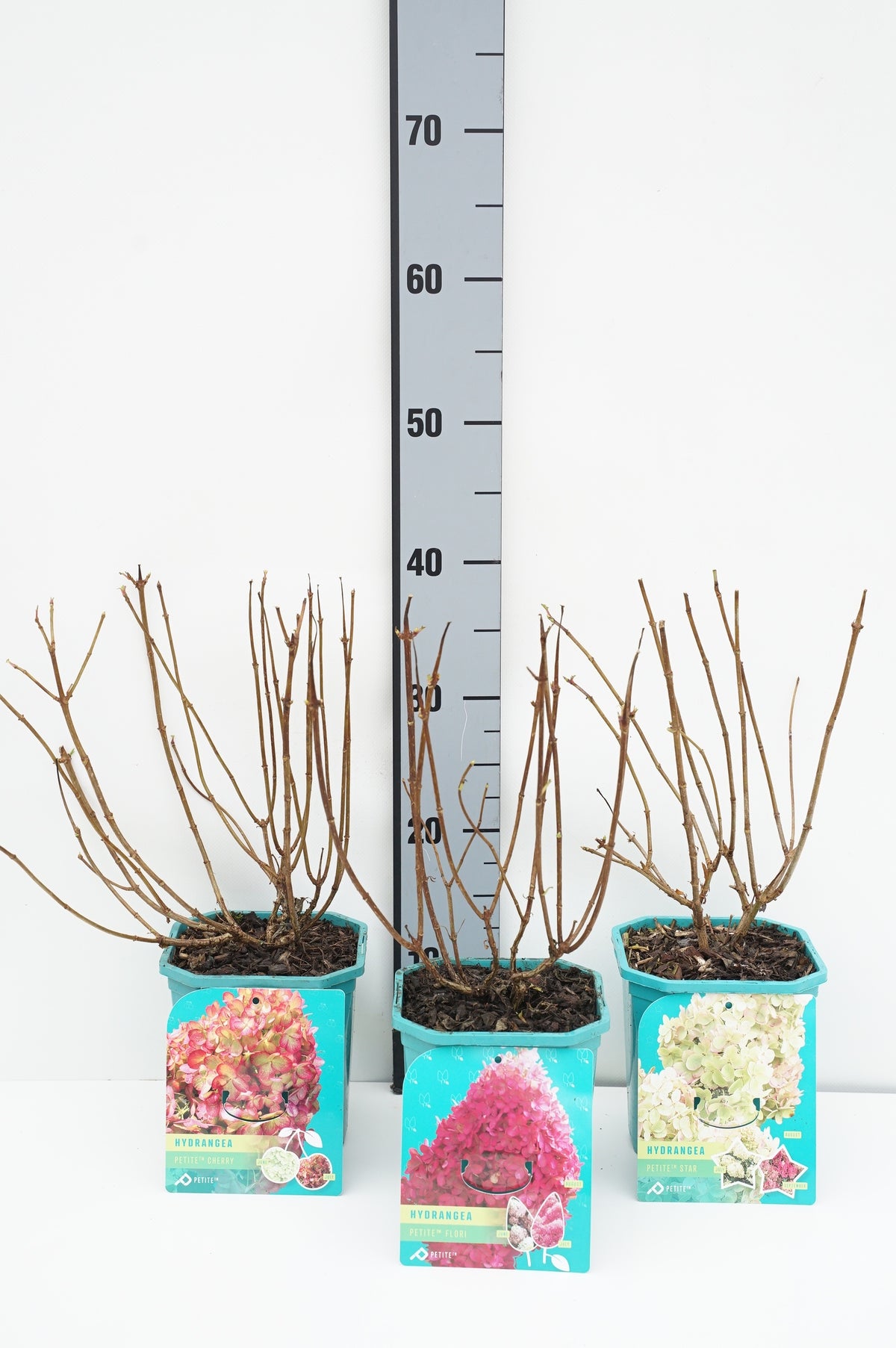 Hydrangea paniculata &