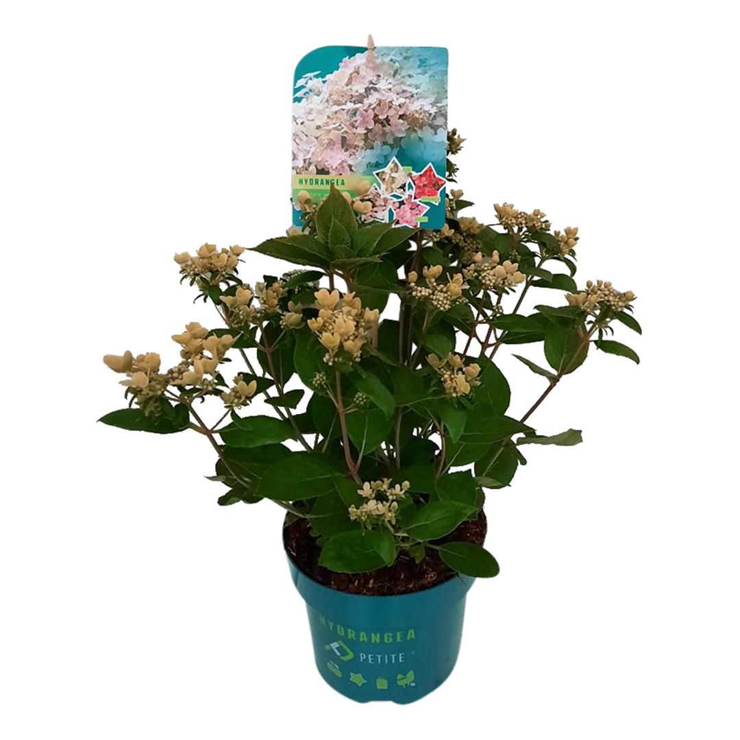 Hydrangea paniculata &