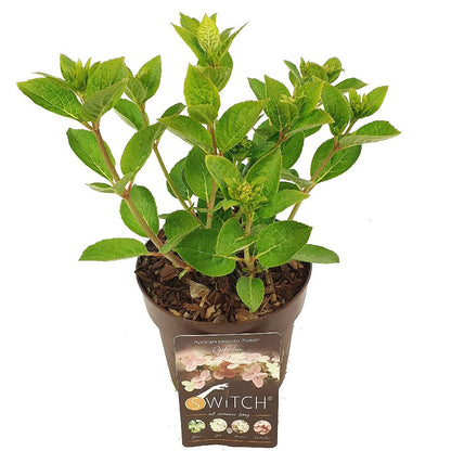 Hydrangea paniculata (S)witch® &