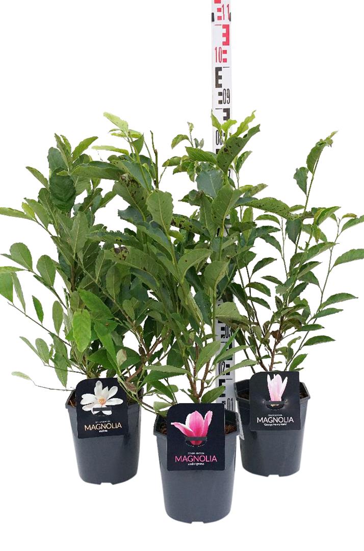 Magnolia i sorter C4,5 (4,5 liters kruka / 22 cm kruka) 50-60 cm