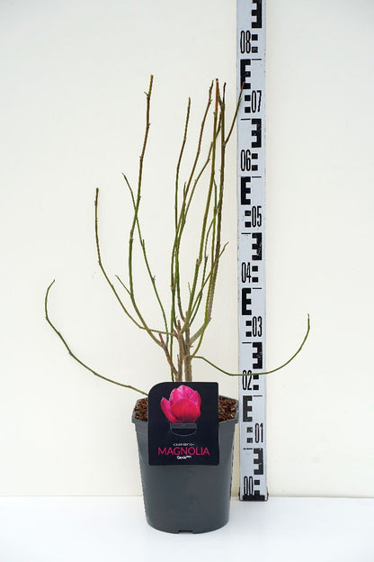 Magnolia i olika sorter 50-60 cm, C4,5 (4,5 liters kruka)