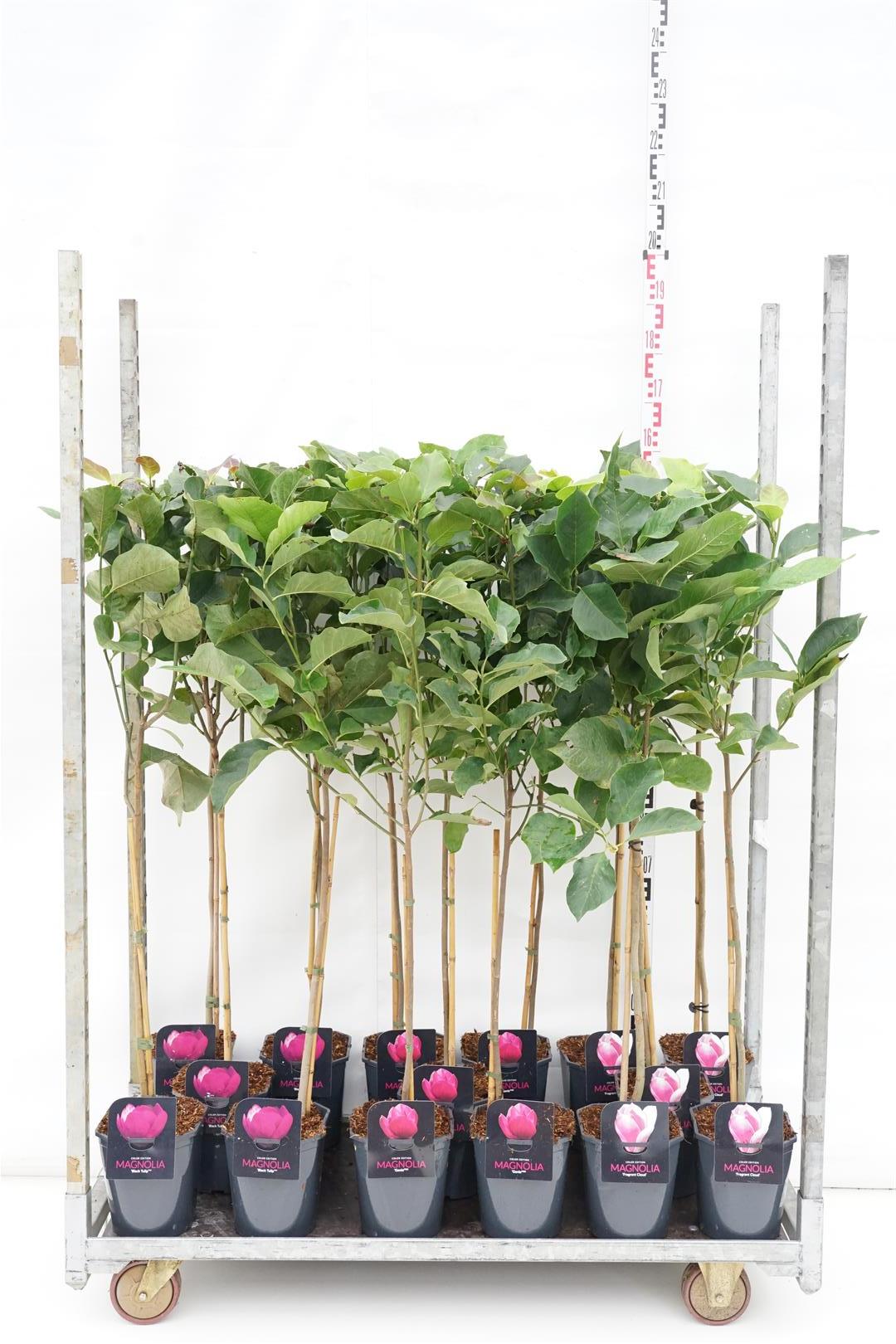 Magnolia i sorter 60 cm, C4,5 (4,5 liters kruka)