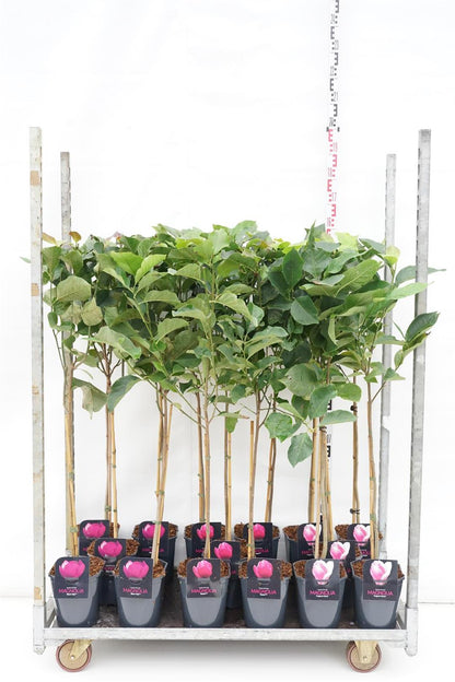 Magnolia i sorter 60 cm stam C4,5 (4,5 liters kruka)