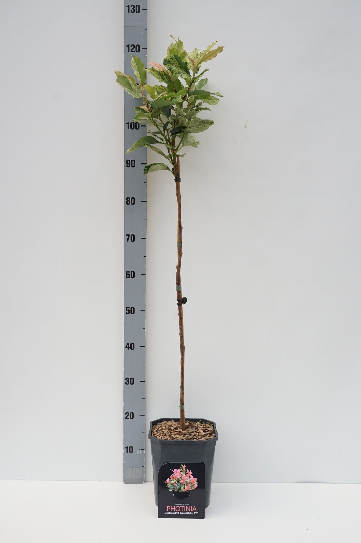 Photinia fraseri &