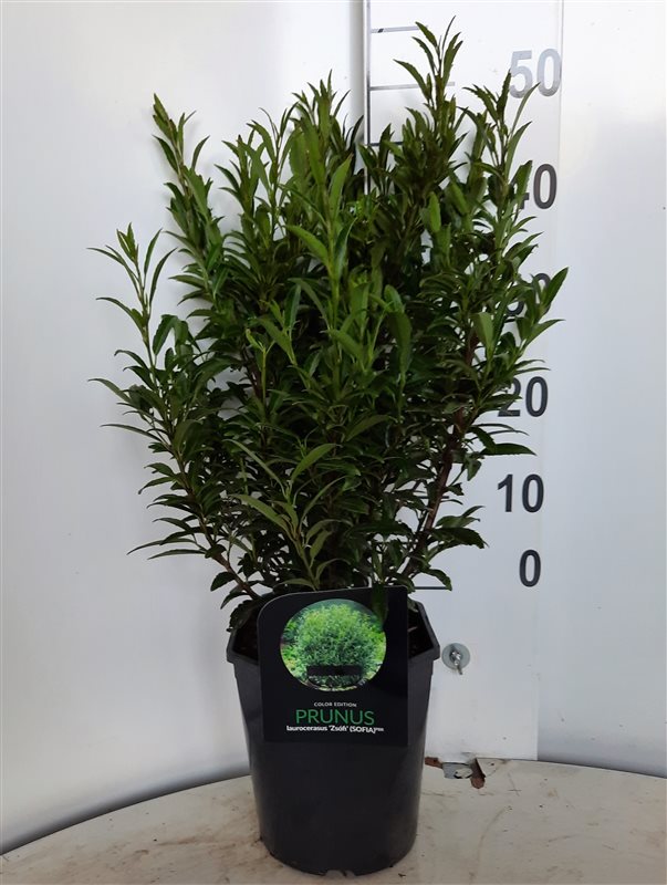 Lagerhägg Prunus laur. &