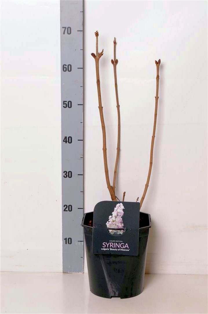 Syringa v. &
