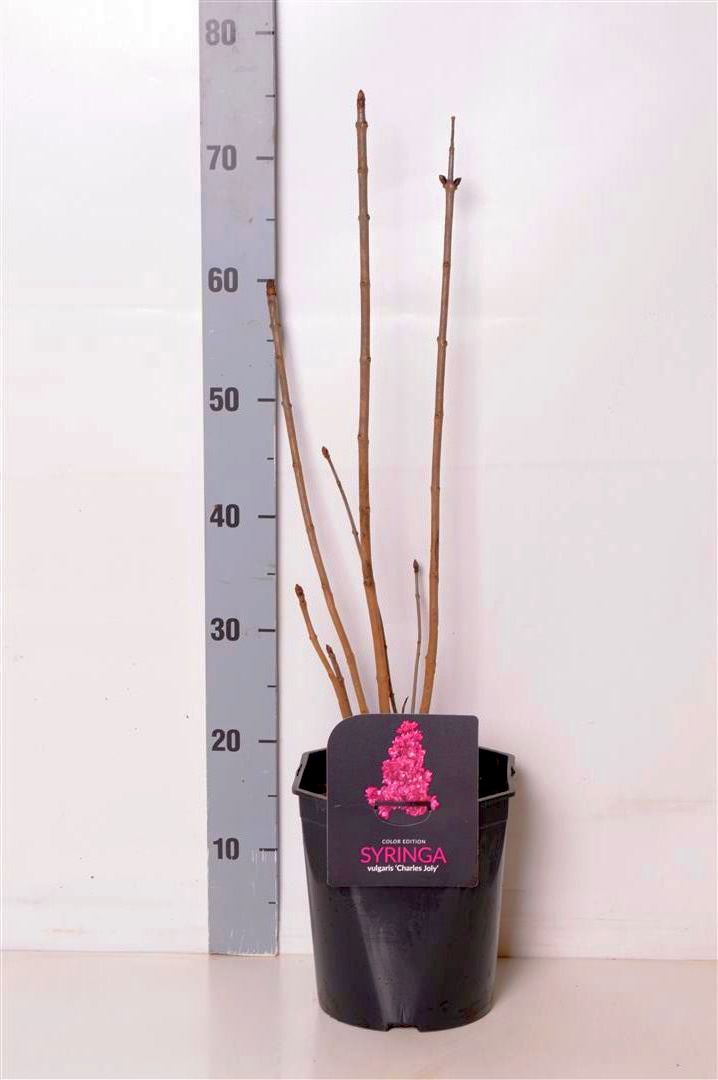 Syringa vulgaris &