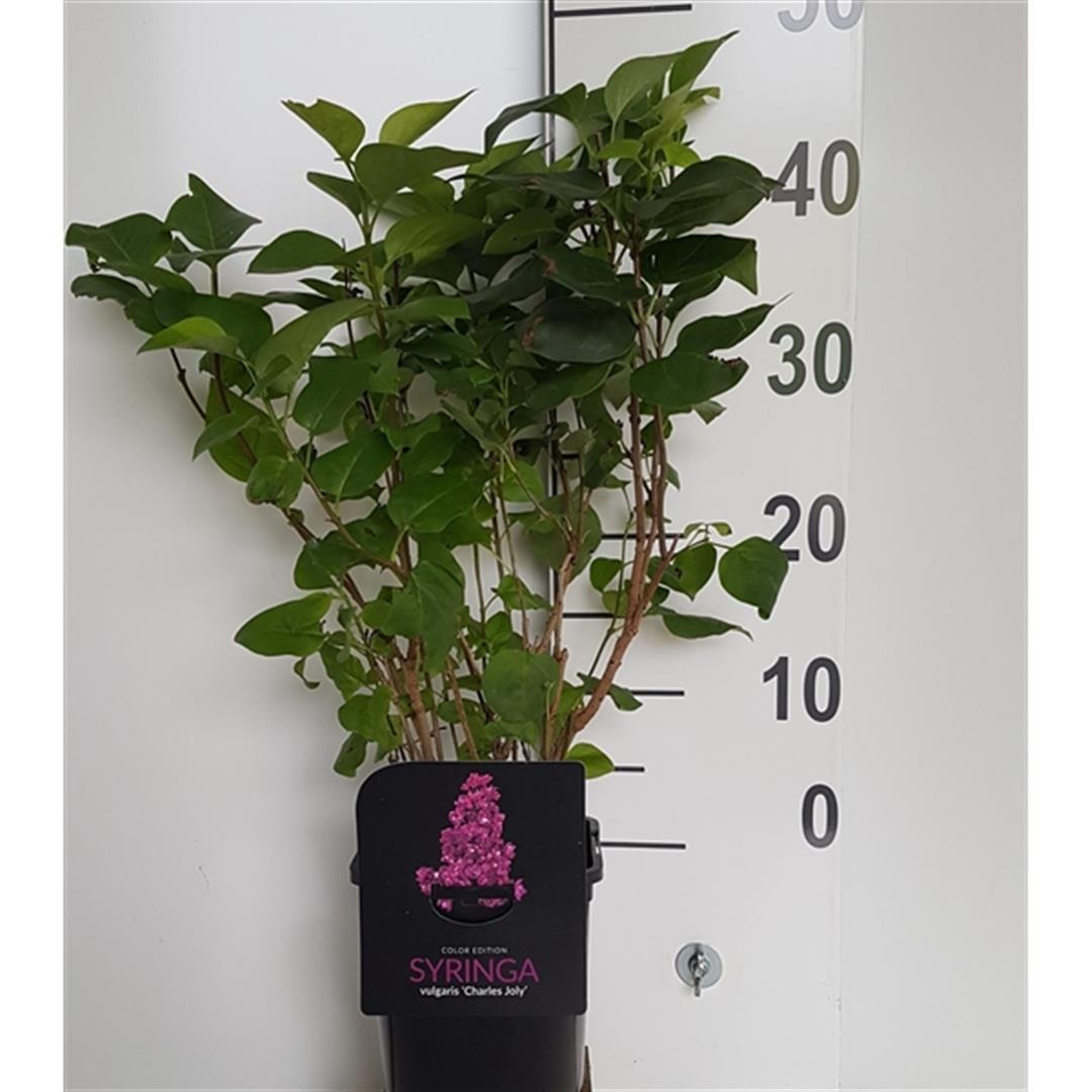 Syringa vulgaris i sorter C2 (2 liters kruka) / 17 cm kruka 30-40 cm