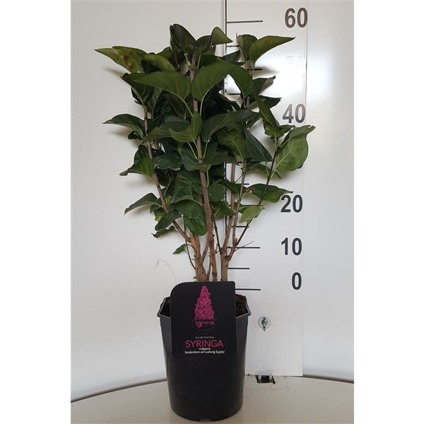 Syringa vulgaris i sorter 50-60 cm C4,5 (4,5 liters kruka)