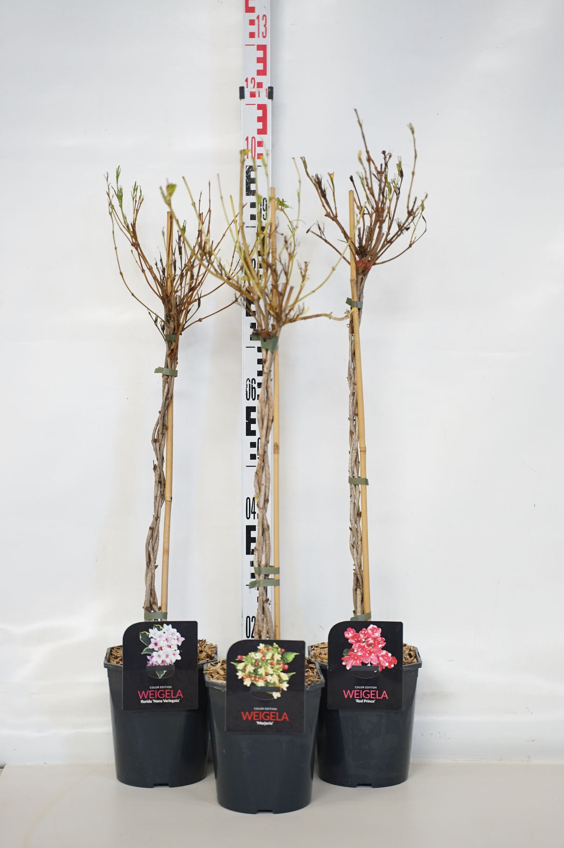 Weigela i sorter, 70 cm flätad stam, C4 (4 liters kruka) / 21 cm kruka