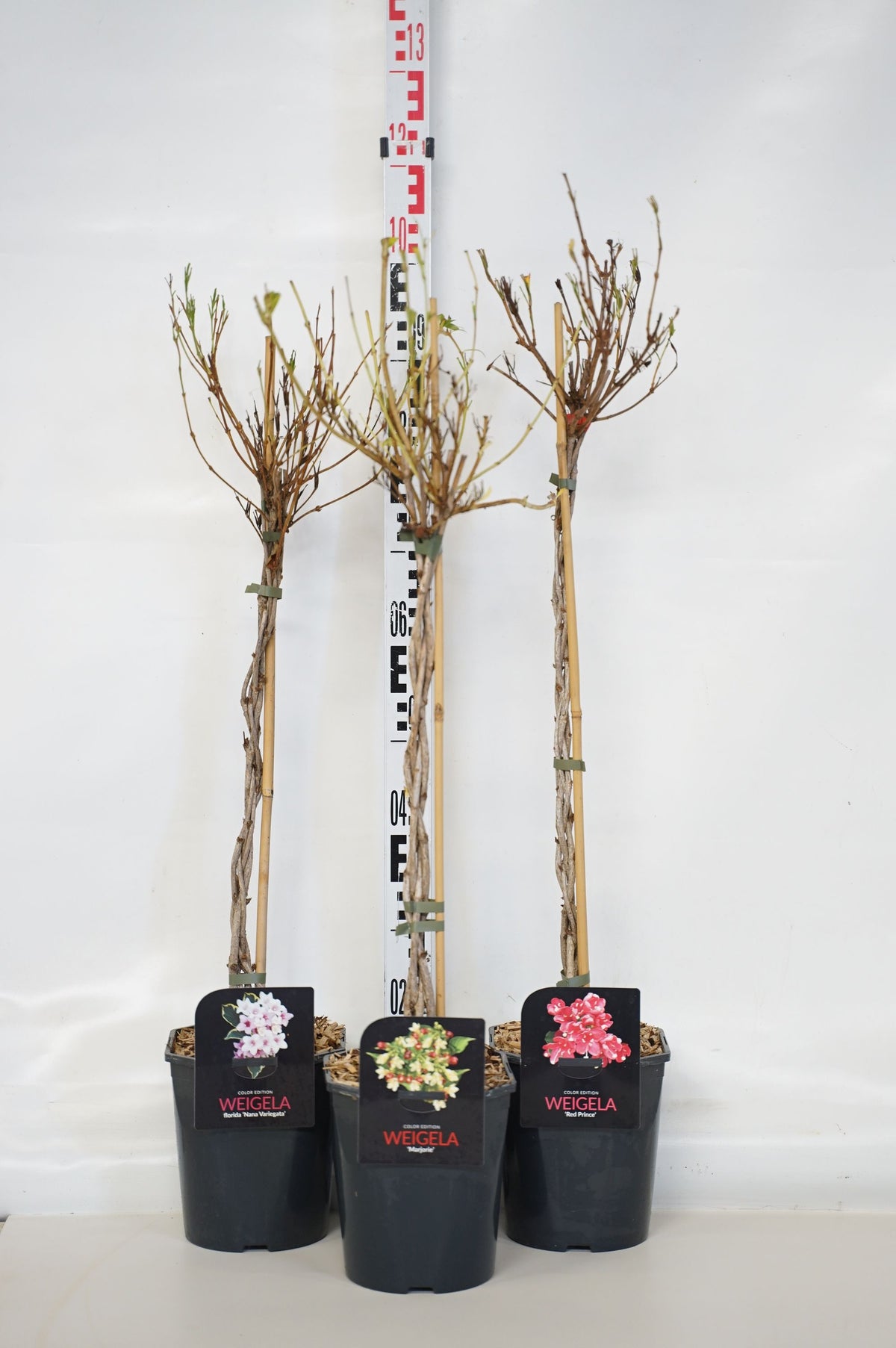 Weigela i sorter, 70 cm flätad stam, C4 (4 liters kruka) / 21 cm kruka