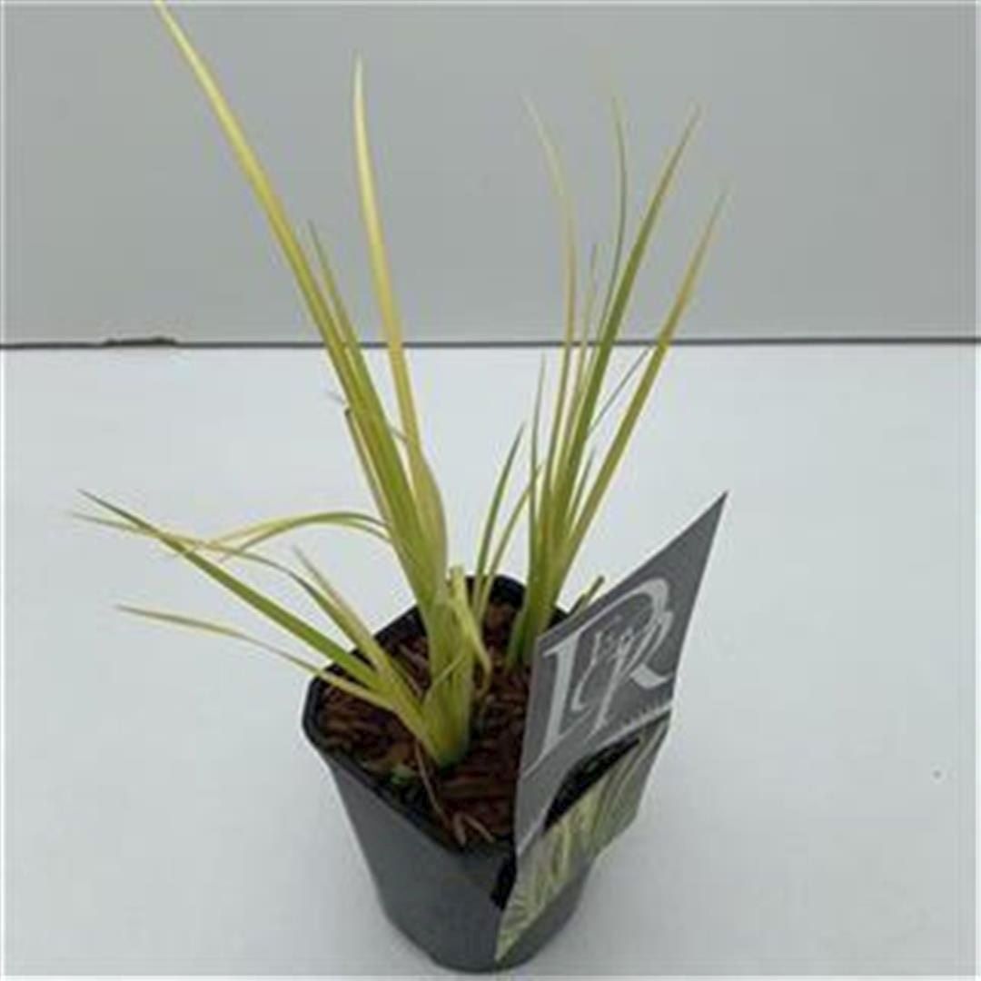 Acorus gramineus &