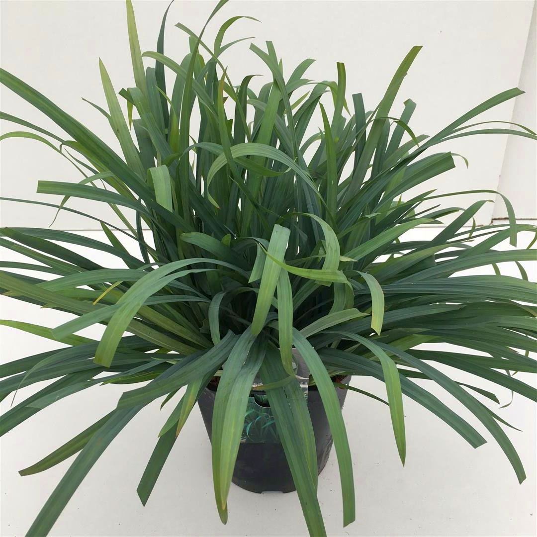 Carex &