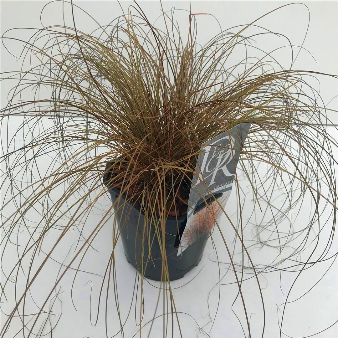 Carex &