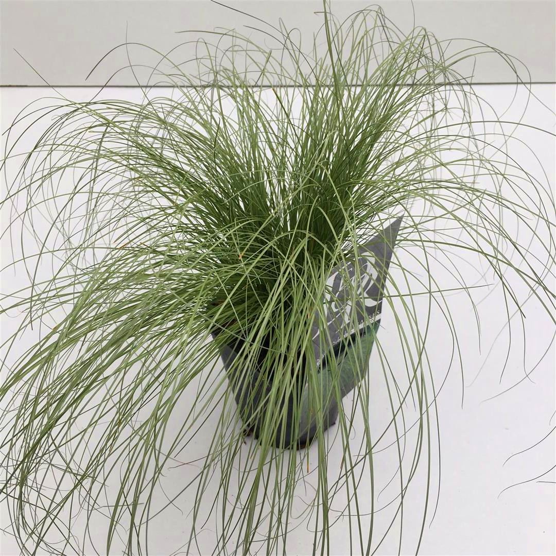 Carex comans &