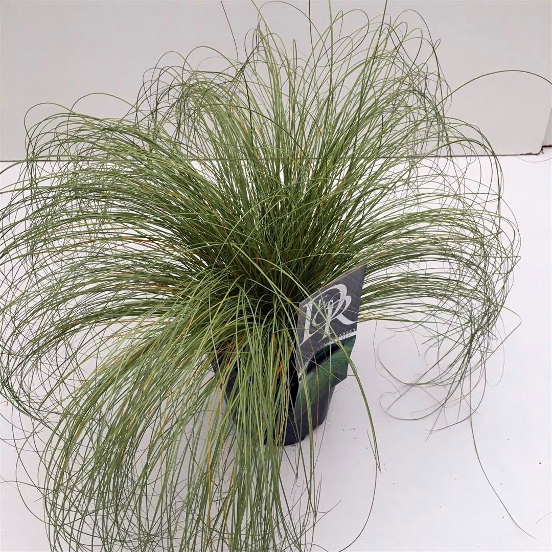 Carex comans &