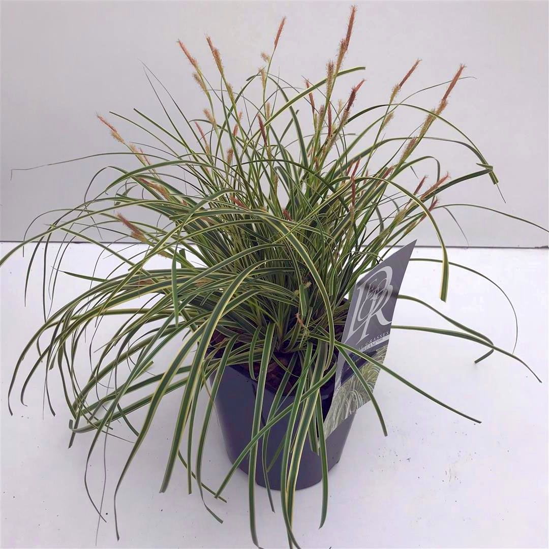 Carex &