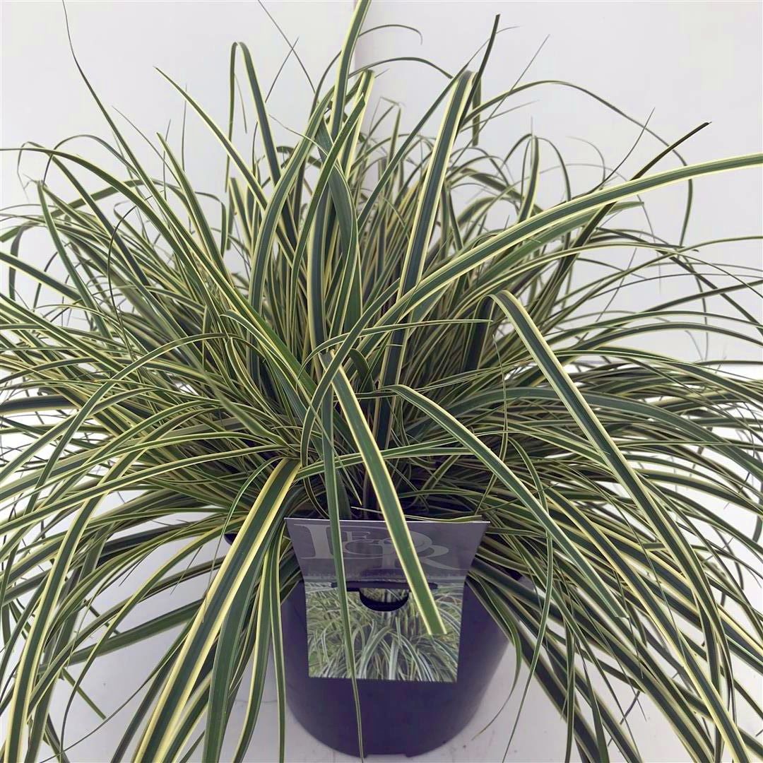 Carex &