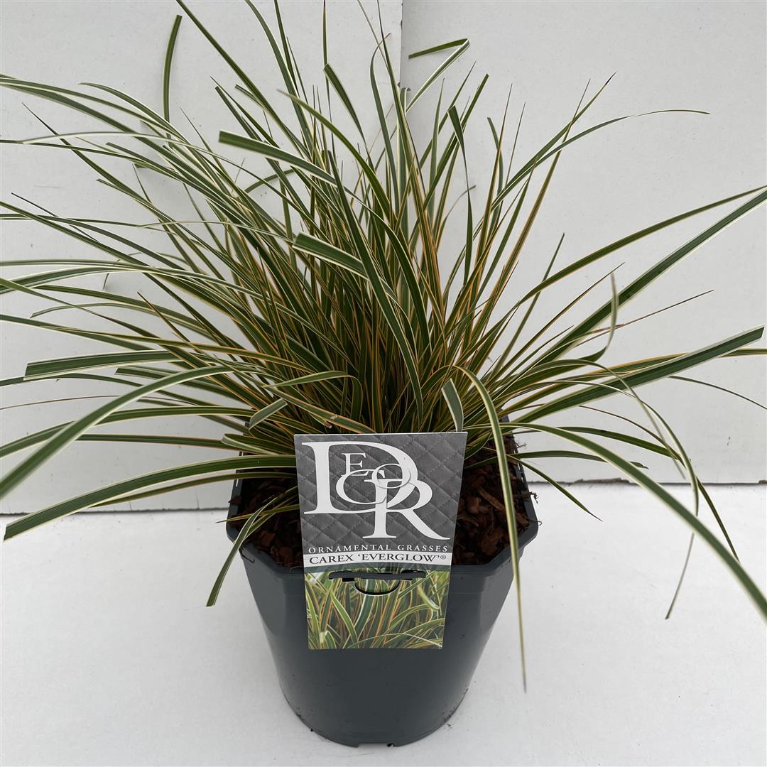 Carex &