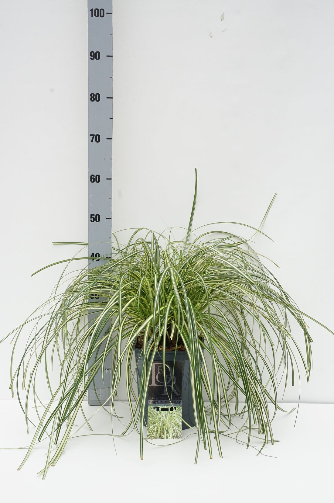 Carex &