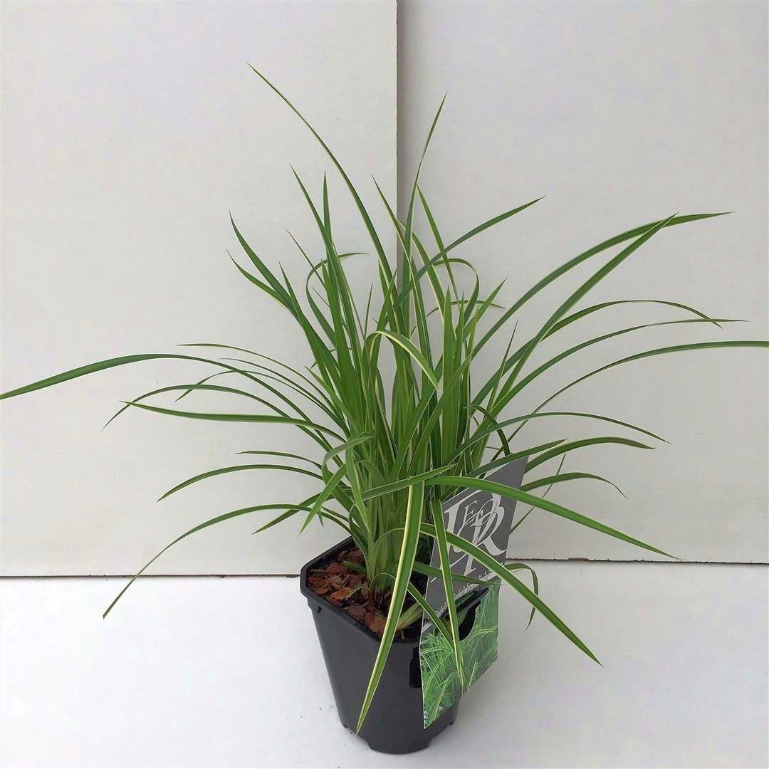 Carex morrowii &