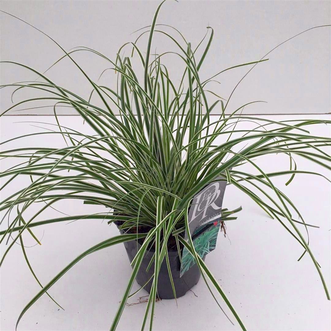 Carex oshim. &