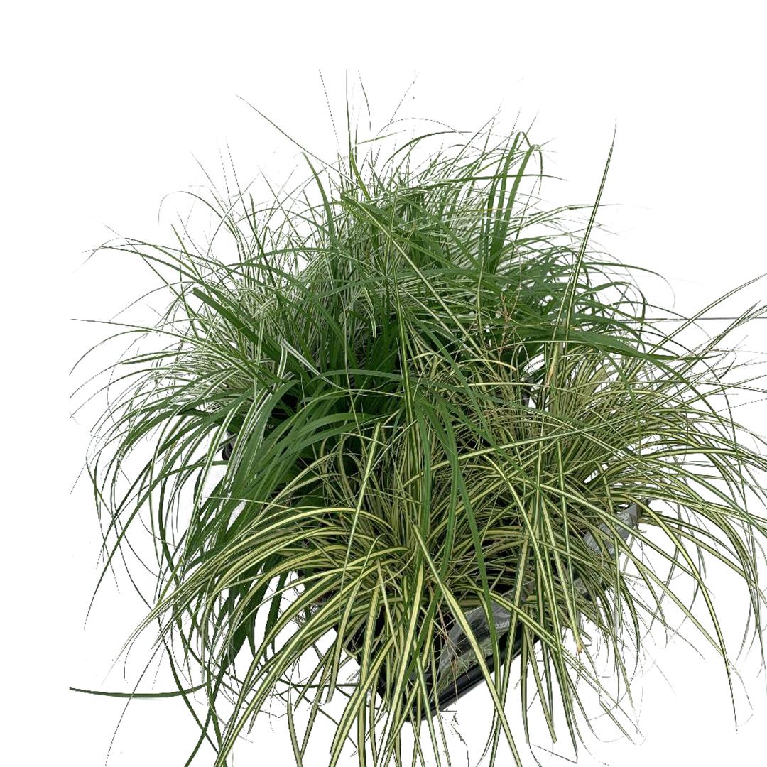 Carex i sorter (mix i brätte) C2 (2 liters kruka) / 17 cm kruka