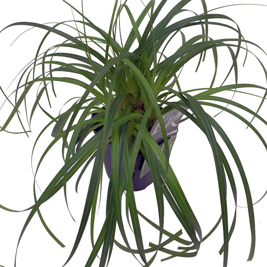 Carex &