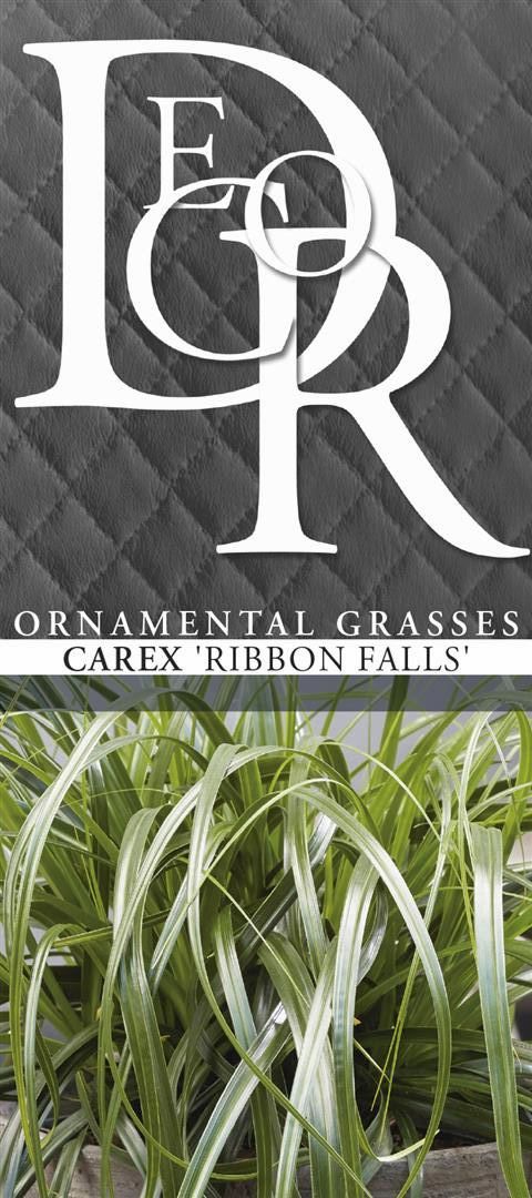 Carex &