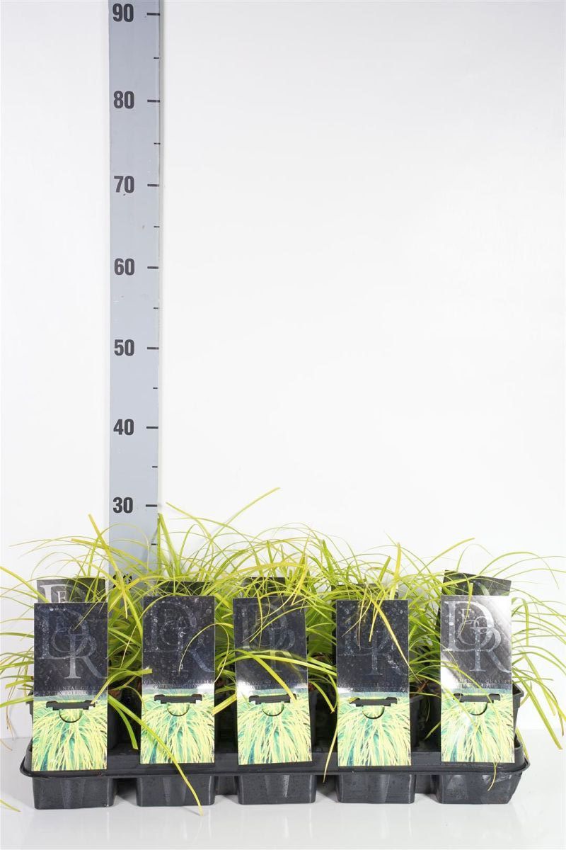 Carex oshimensis &