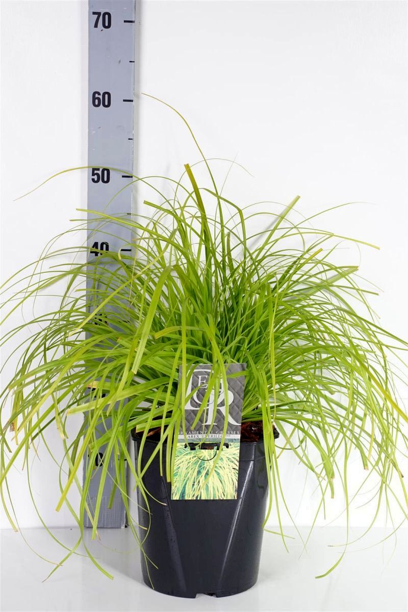 Carex oshimensis &