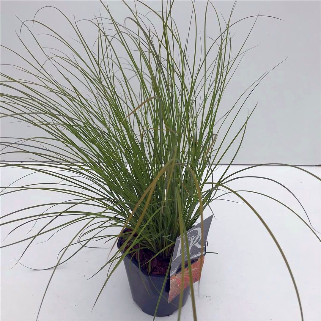 Carex testacea &