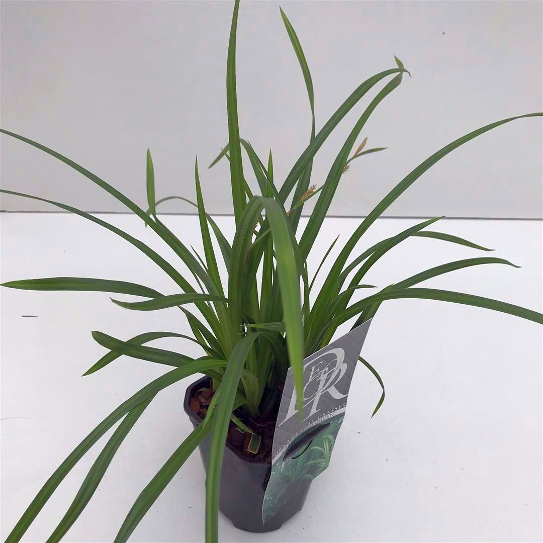 Carex &