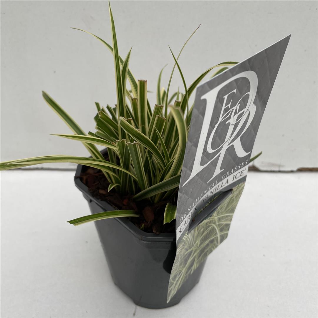 Carex &