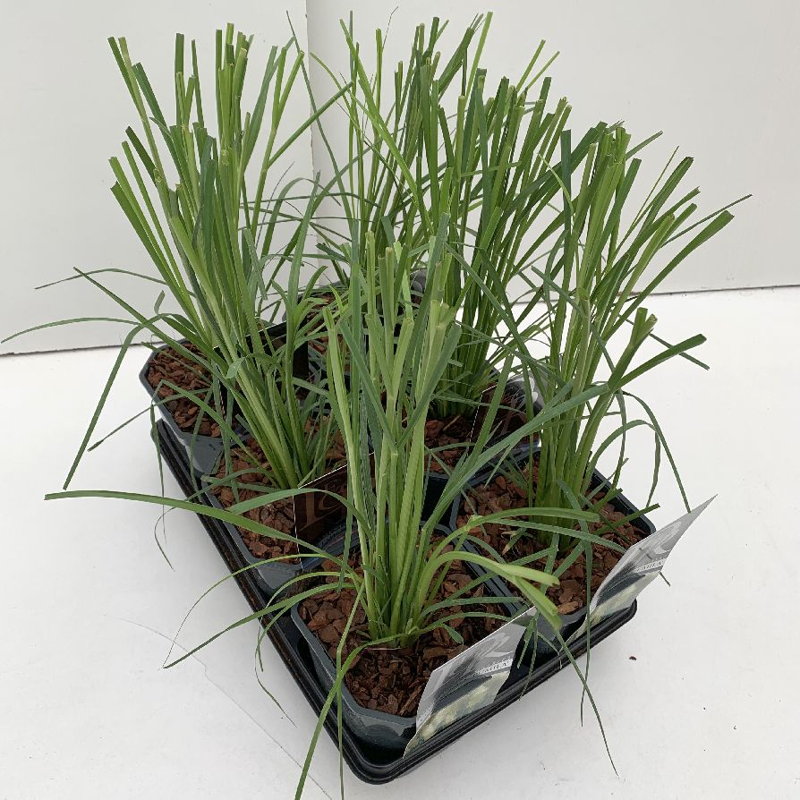 Cortaderia, sorteringsmix i brätte C2 (2 liters kruka) / 17 cm kruka