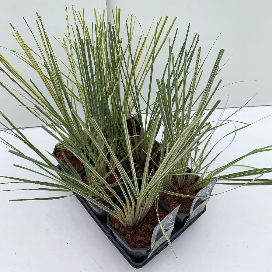 Cortaderia Exklusiv sortmix C2 (2 liters kruka) / 17 cm kruka