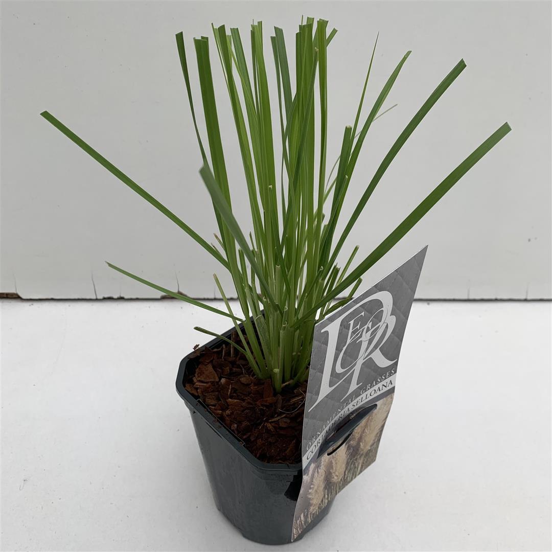 Cortaderia selloana C1 (1 liters kruka) / 13 cm kruka