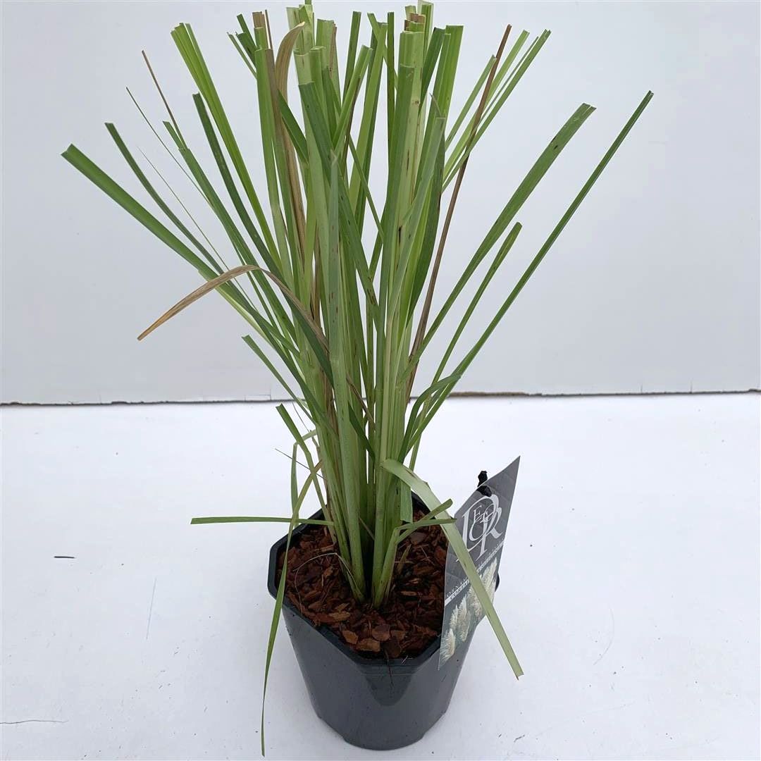 Cortaderia selloana C2 (2 liters kruka) / 17 cm kruka