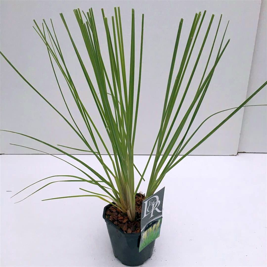 Cortaderia sell. &