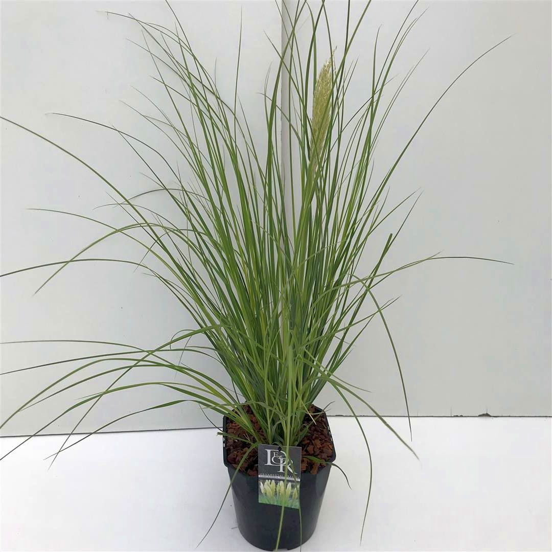 Cortaderia sell. &