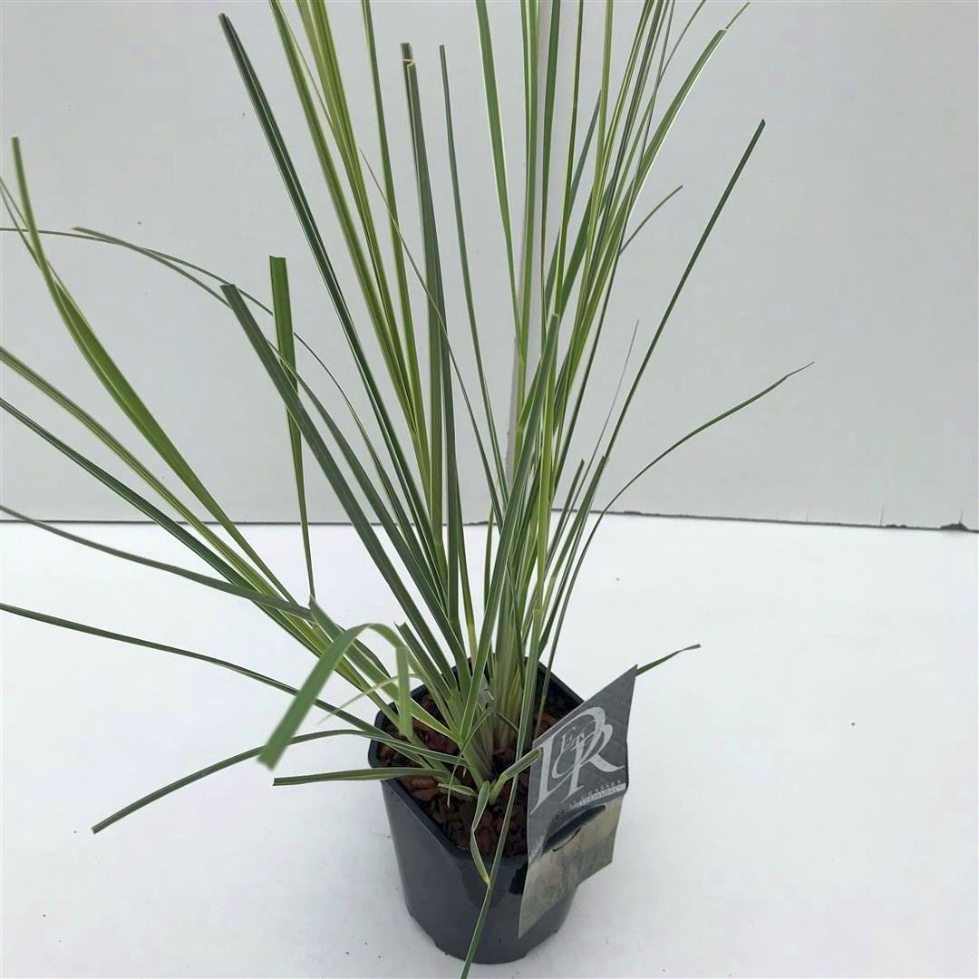 Cortaderia s. &