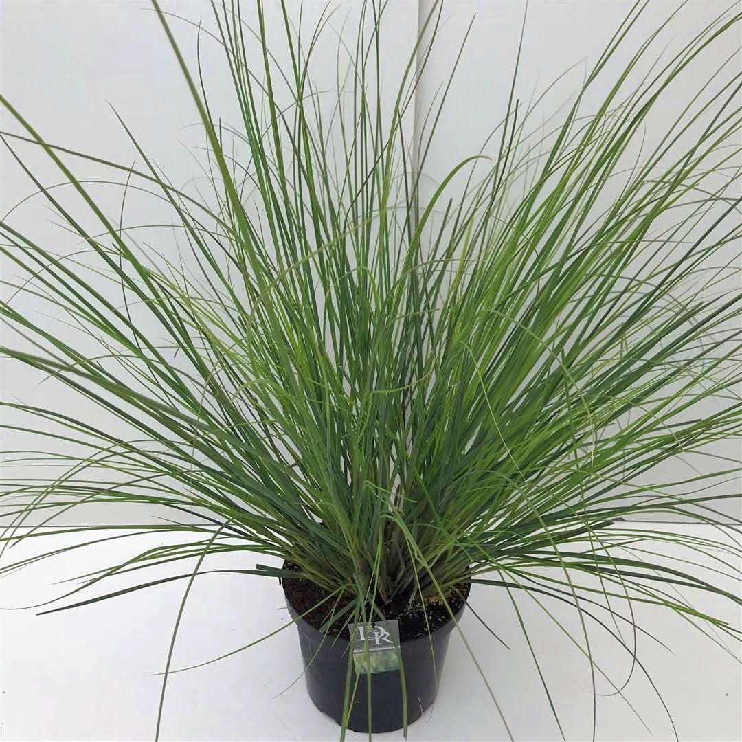 Cortaderia sell. &