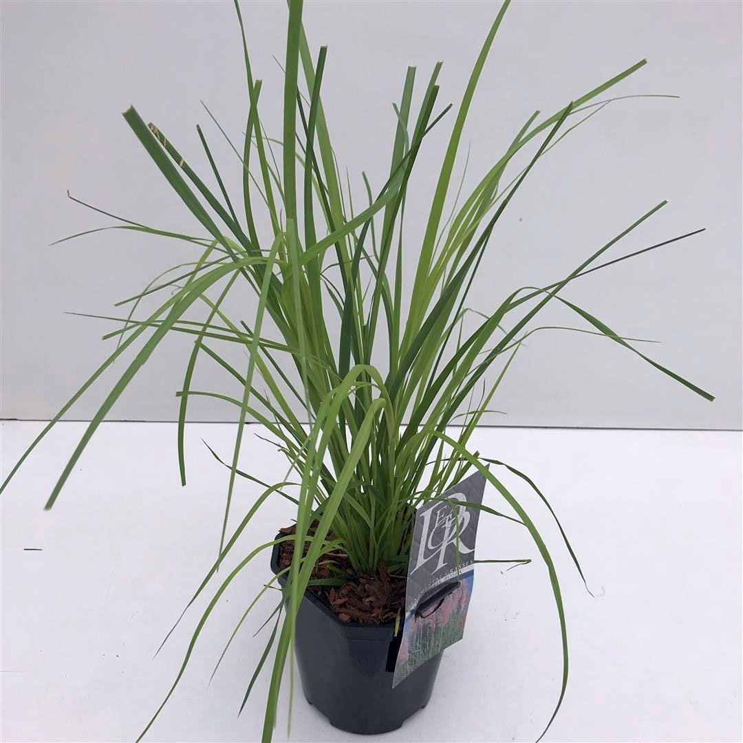 Cortaderia sell. &