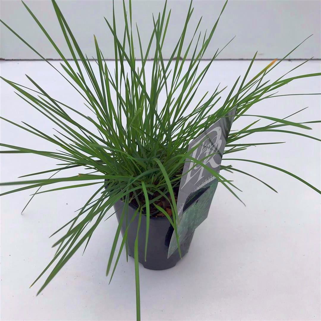 Deschampsia cespitosa &