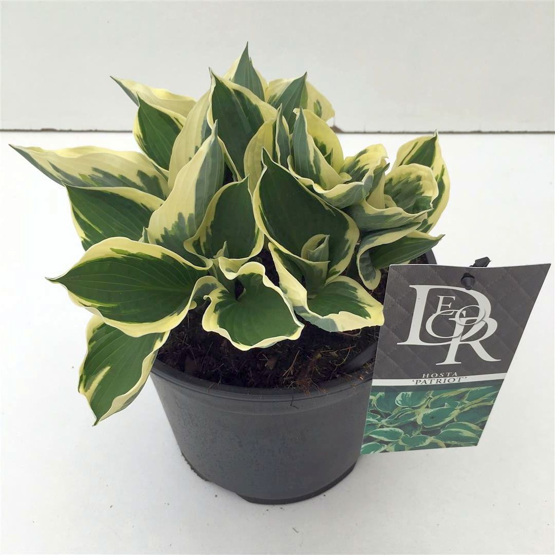 Hosta &