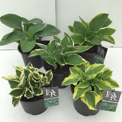 Hosta i sorter C3 (3 liters kruka)
