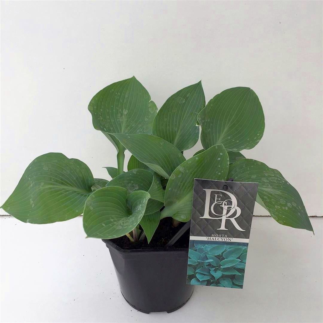 Hosta tard. &