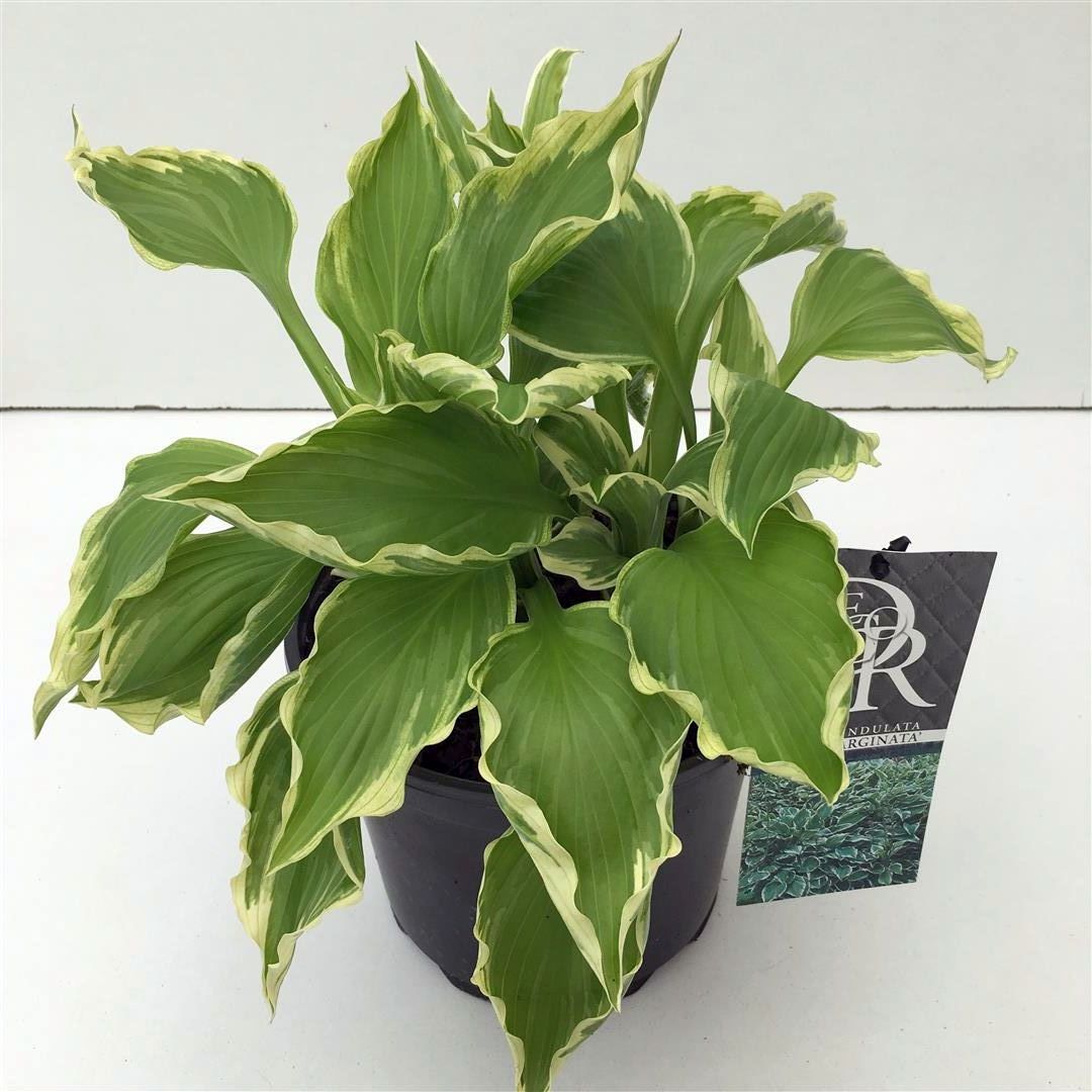 Hosta undulata &