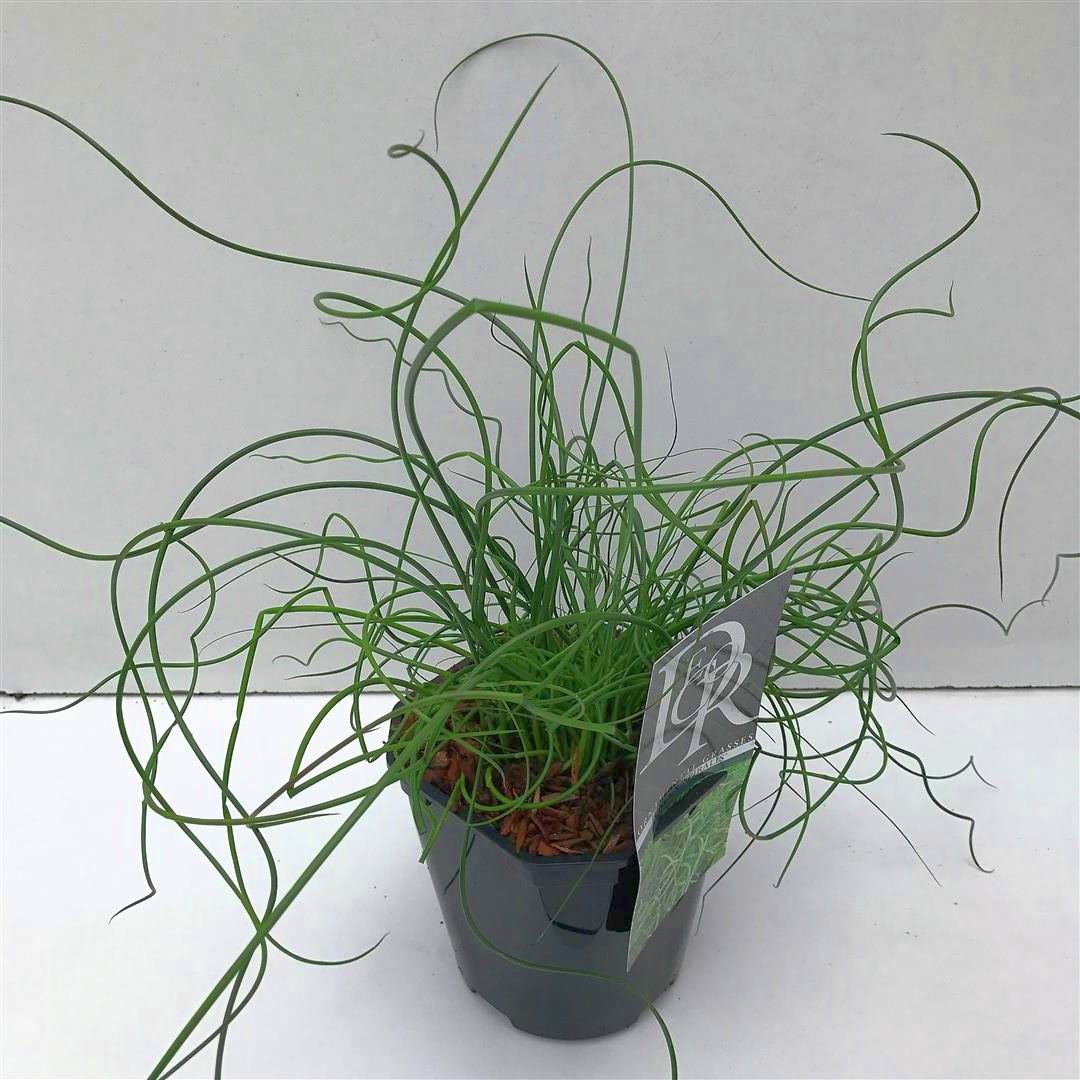 Juncus effusus &